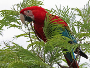 a green-winged macaw in Brazil