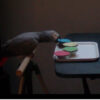 african grey parrot reaches for blue colored object on tray with other colors