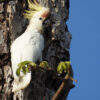 Abbotti cockatoo in tree in Indonesia