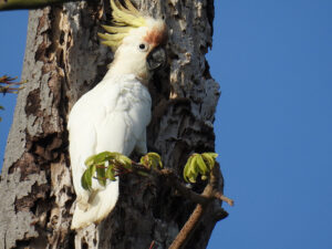 Abbotti cockatoo in tree in Indonesia