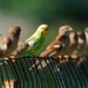 Parakeet perches with flock of sparrows on wire fence line