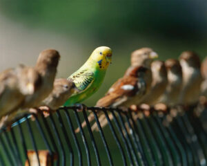 Parakeet perches with flock of sparrows on wire fence line