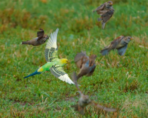 parakeet flying with sparrows over grass