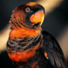 close up on head and shoulders of a dusky lory
