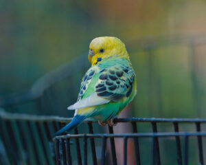 parakeet outside on wire fencing