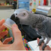 african grey athena with plastic cup