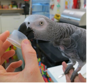 african grey athena with plastic cup