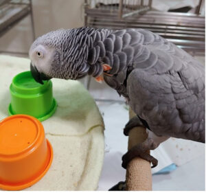 african grey athena near stand with colored cups