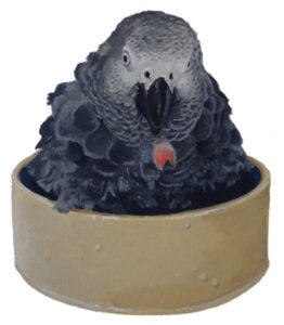 african grey athena sits in bowl