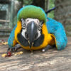 disabled-blue-and-gold-macaw