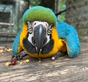 disabled-blue-and-gold-macaw