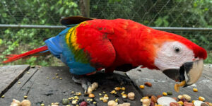 scarlet-macaw-eating