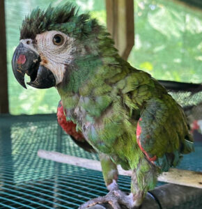 severe-macaw-standing