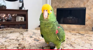 yellow-headed-parrot-sitting on counter