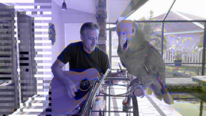 Amazon parrot sings while man plays guitar