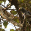 timneh grey parrot in tree