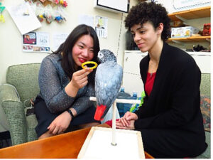 two women interact with African grey parrot
