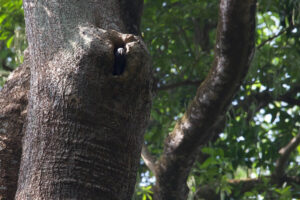 timneh parrot in tree