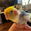 Paco-the-cockatiel-perched-on-hand