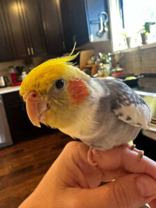 Paco-the-cockatiel-perched-on-hand