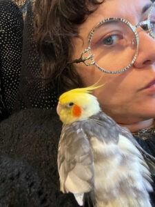 cockatiel-paco-perches-on-his-owner