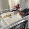 african grey parrot on cage top with fruit pieces.