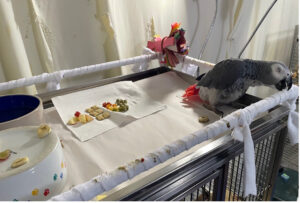 african grey parrot on cage top with fruit pieces.