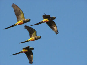 four-patagonian-conures-flying