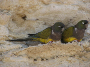 patagonian-conure-pair-perch-on-cliff