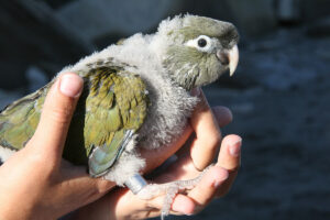 patagonian-conure-chick