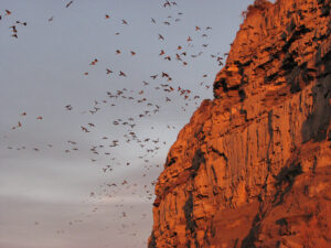 hundredsof Patagonian conures near cliff