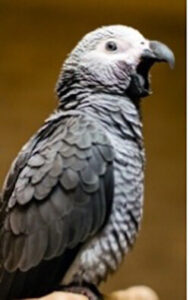 grey-parrot-athena