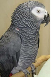 grey-parrot-alex-on perch