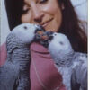 grey-parrots-with-dr-pepperberg