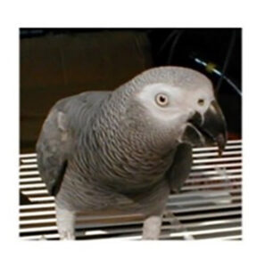 grey-parrot-arthur-perched-on-grate