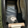 grey-parrot-in-carrier