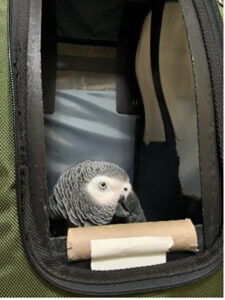 Inside Dr. Pepperberg’s Lab: Griffin’s Care Amid Record Cold And Snow