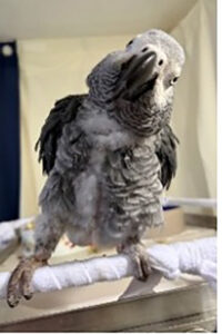 grey parrot griffin on perch stand