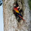 scarlet-macaws-at-nest-entrance