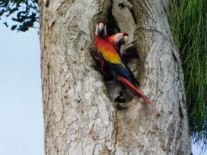 Lafeber’s Conservation Spotlight February 2026: Solidarity Campaign For Honduras’s Macaws