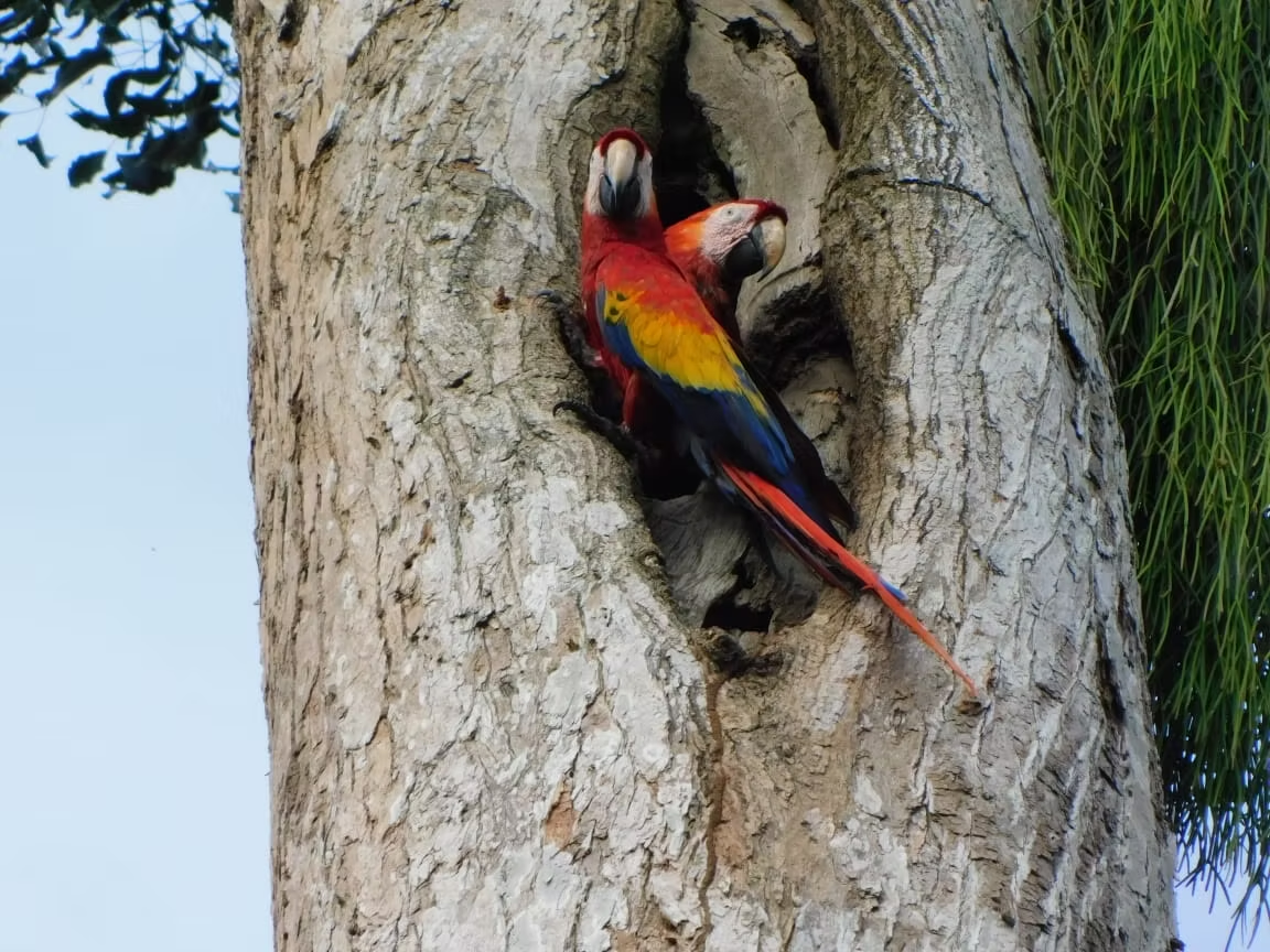 Lafeber’s Conservation Spotlight February 2026: Solidarity Campaign For Honduras’s Macaws