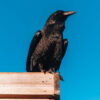 raven-perched-on-wood