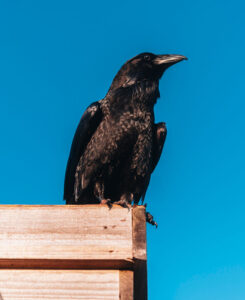 raven-perched-on-wood