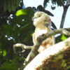 released-molucaan--cockatoo-with-ring