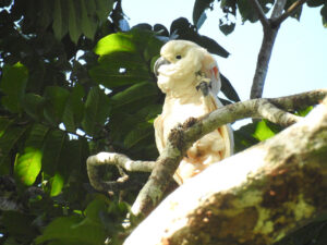Lafeber’s Global Parrot Conservation Spotlight March 2026: Indonesia’s Moluccan Cockatoos