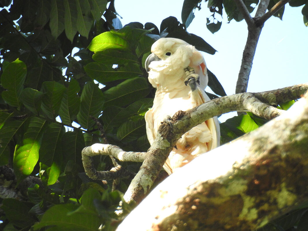 Lafeber’s Global Parrot Conservation Spotlight March 2026: Indonesia’s Moluccan Cockatoos
