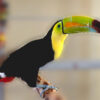 toucan-parrot-sam-on-perch