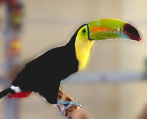 toucan-parrot-sam-on-perch
