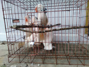 Lafeber’s Global Parrot Conservation Spotlight March 2026: Indonesia’s Moluccan Cockatoos