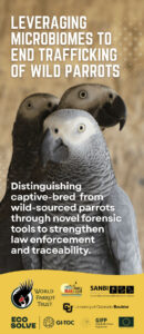 Lafeber’s Global Parrot Conservation Spotlight April 2026: DNA Sequencing Helps Solve Environmental Crime